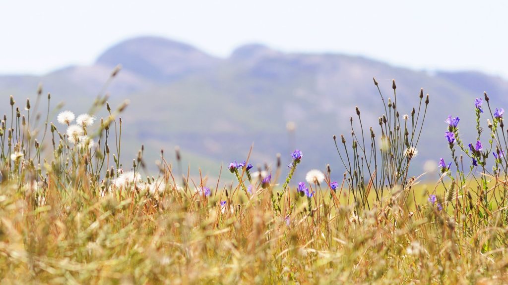 Le pouvoir de guérison de la nature - Une vision psychologique