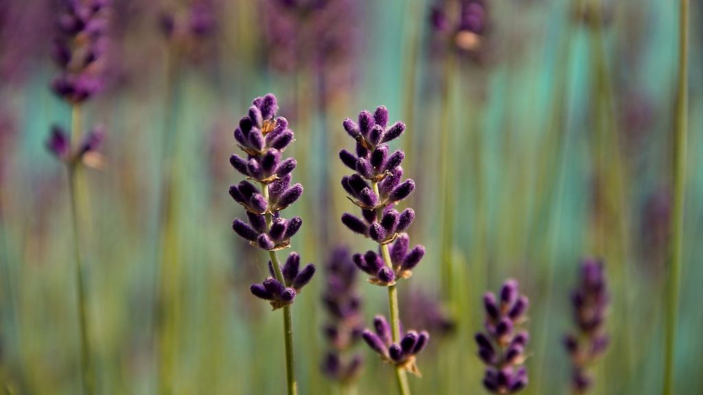 Le pouvoir de guérison de la nature - Une vision psychologique