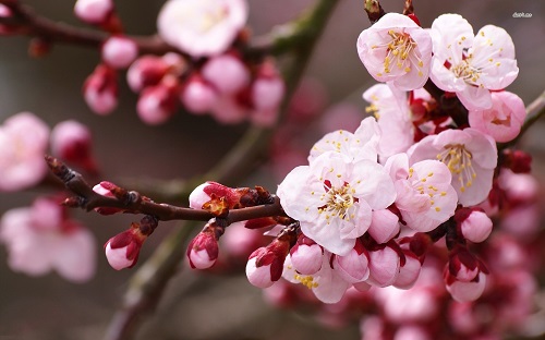 La vie de Khadijah et Muhammad : l'amour se transforme en action