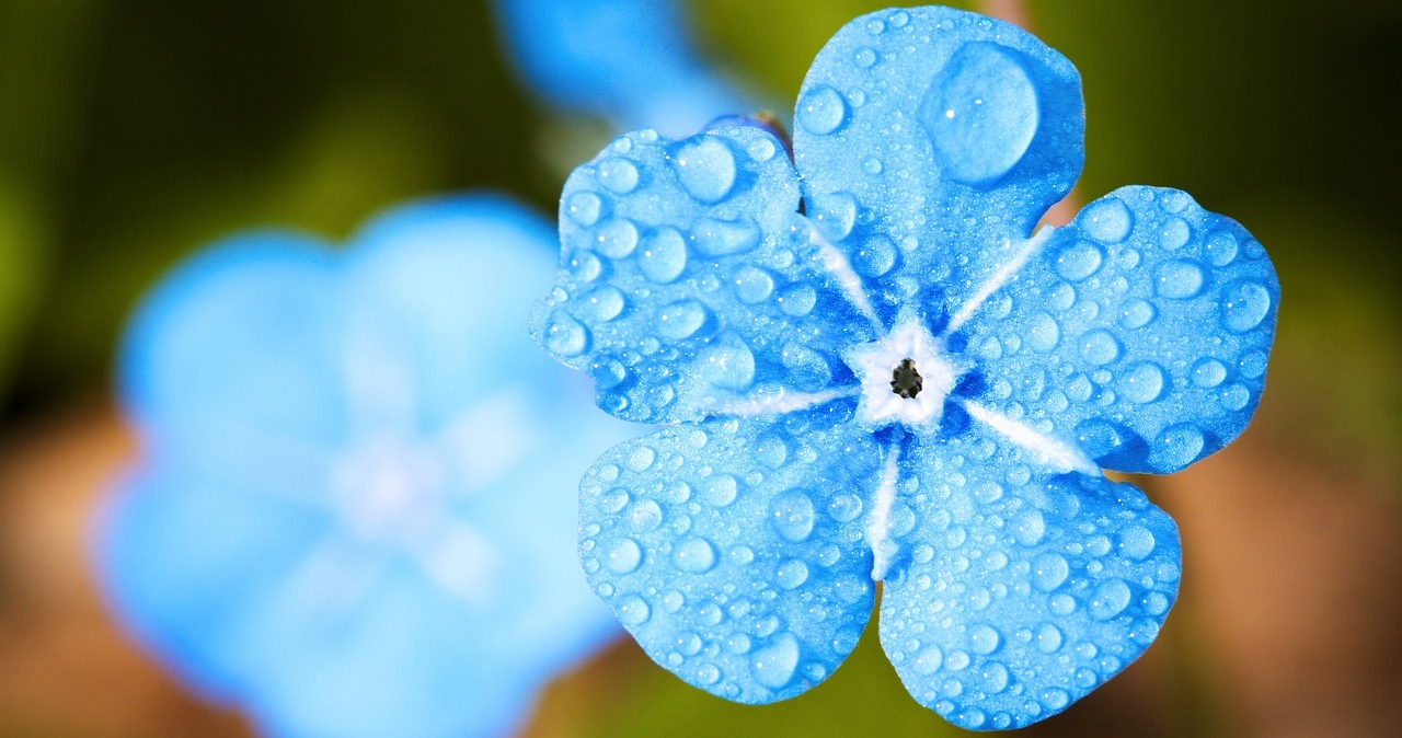 Qu’est-ce que la justice en Islam ? Un compagnon demande