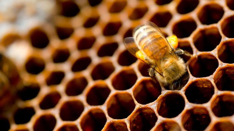 Symétrie : perfections de la nature et beauté de la science

