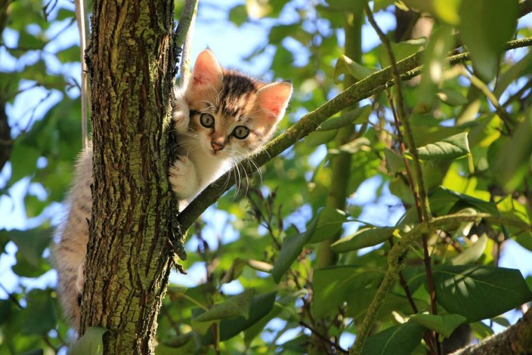 7 choses à apprendre des soins du prophète envers les animaux
                                

